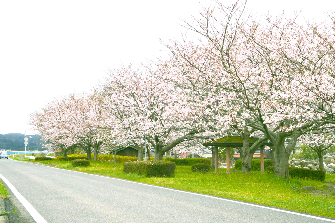 天神川沿岸