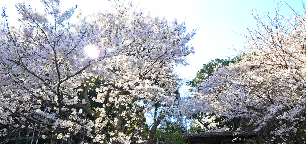 마츠오 신사