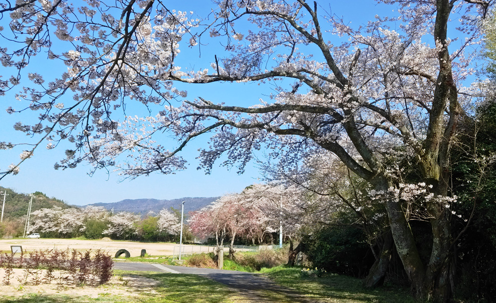 旧樱小学校