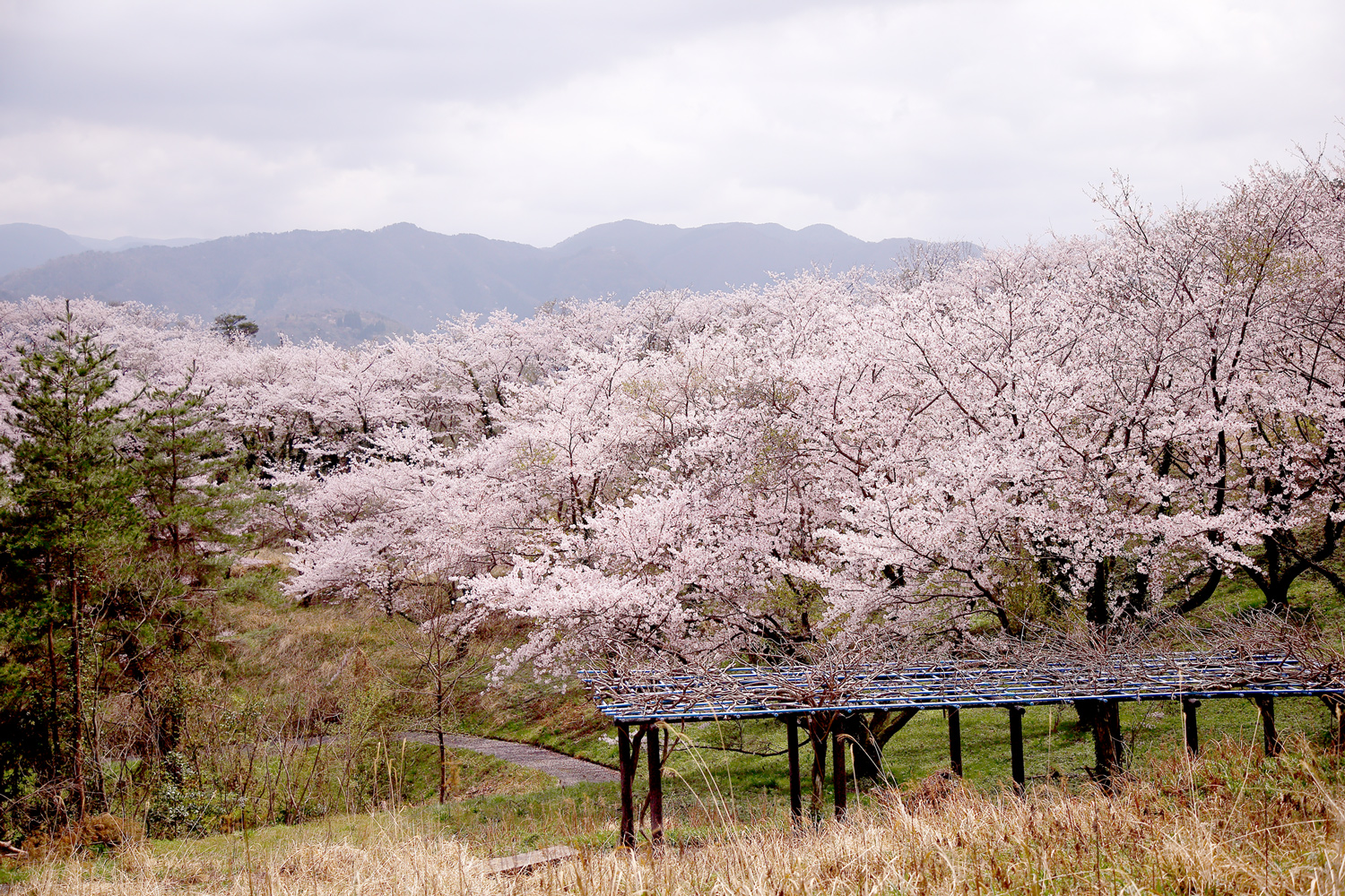 大平山