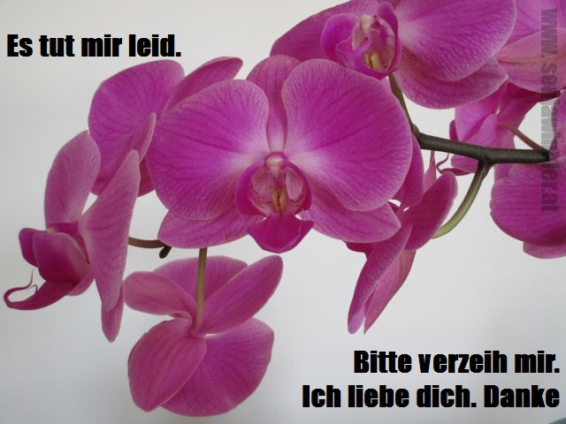 Ho'oponopono - das Wunder der Vergebung!