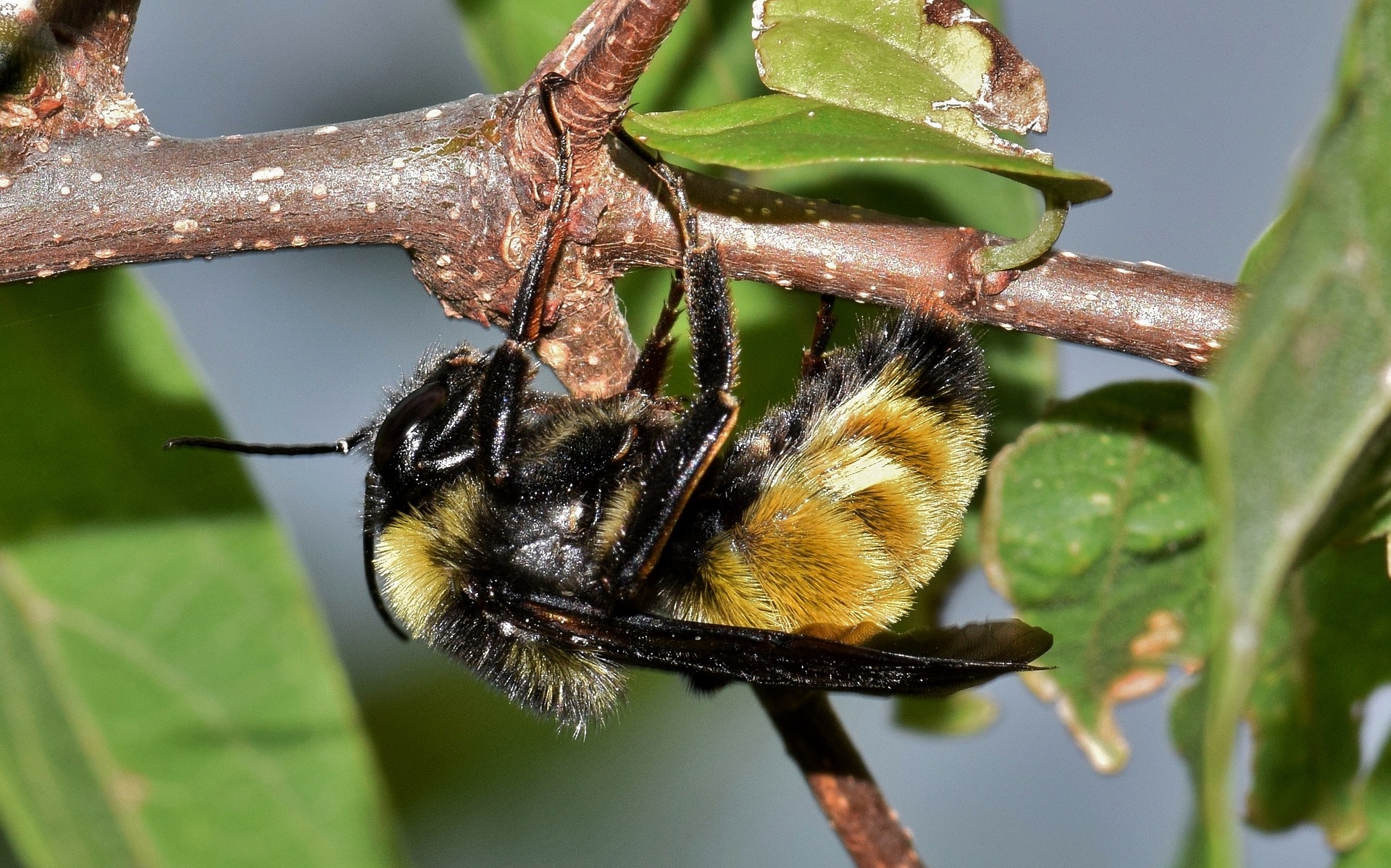 Erste Hilfe bei Bienenstichen/Lebensmittelmotten