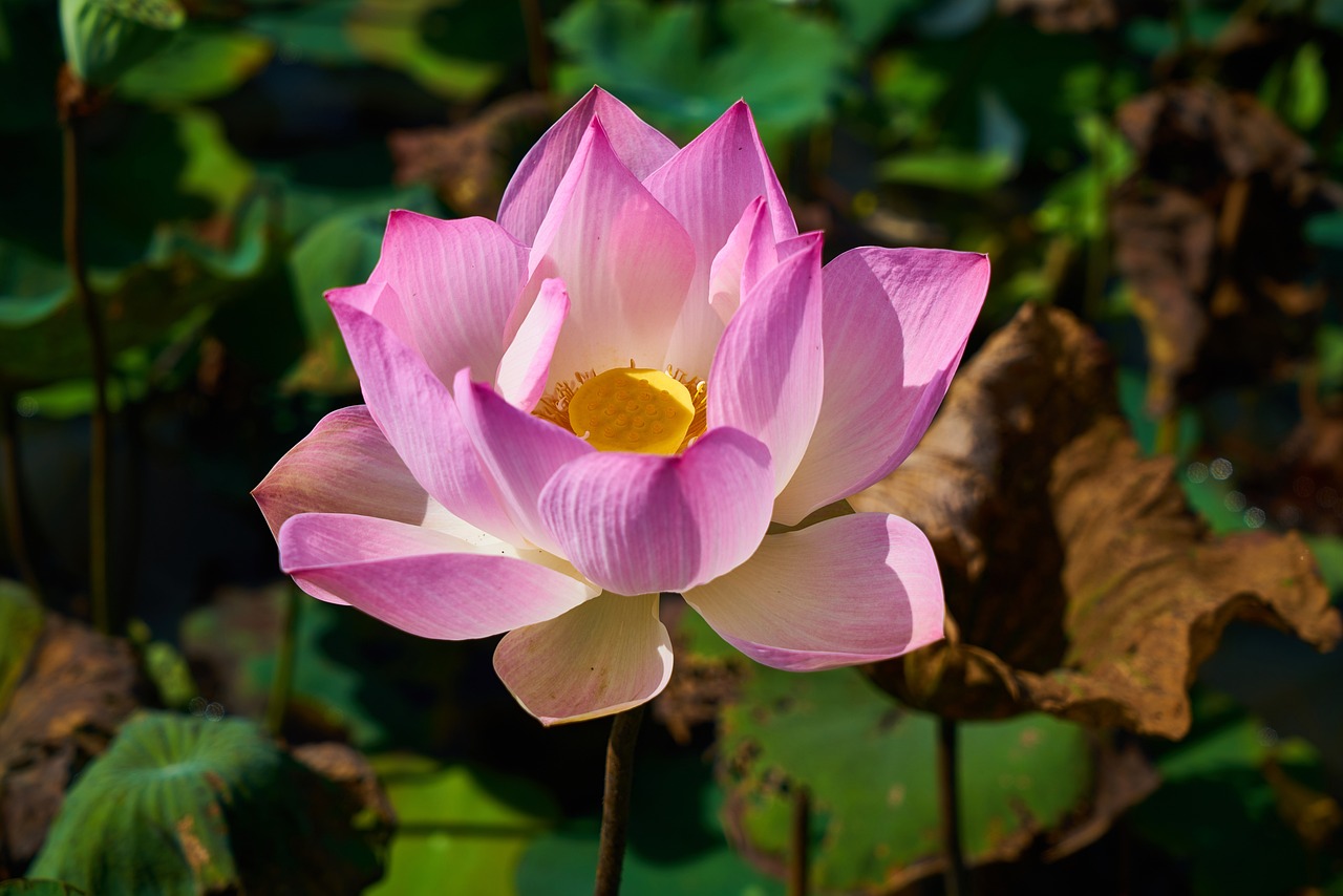 Die Metta-Meditation - werden Sie zu einem besseren Menschen