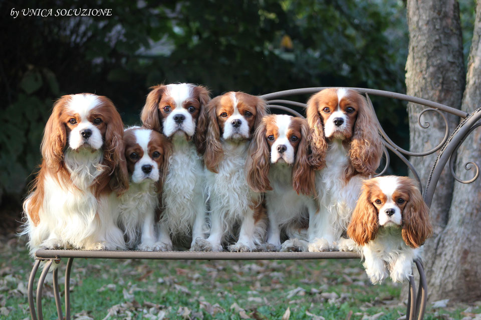 CAVALIER KING CHARLES SPANIEL, ALLEVAMENTO "UNICA SOLUZIONE" cavalierkingunicasoluziones