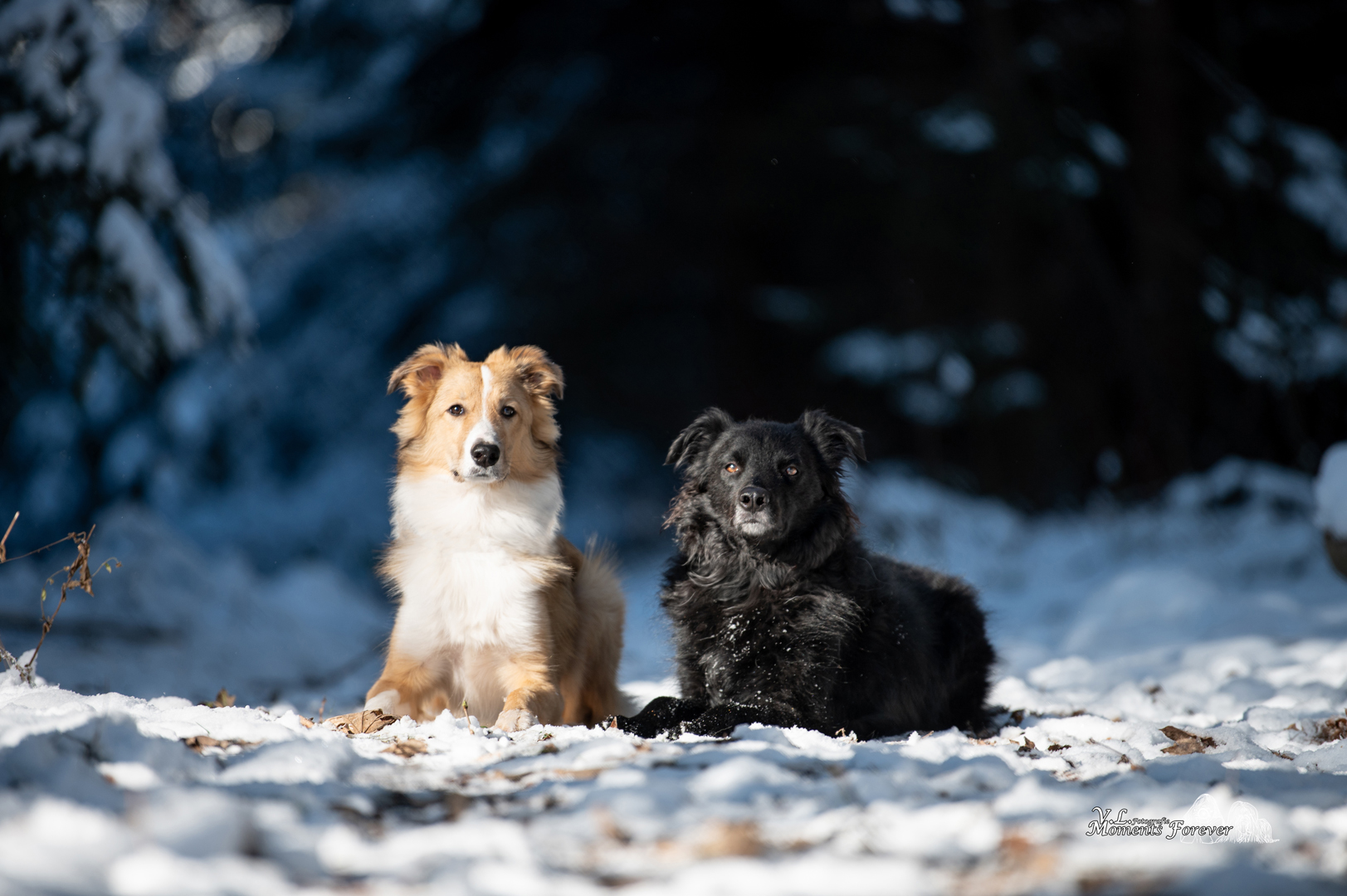 Schneeshooting im November mit Nala und Sherlock