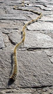 Prozessionspinnerraupe