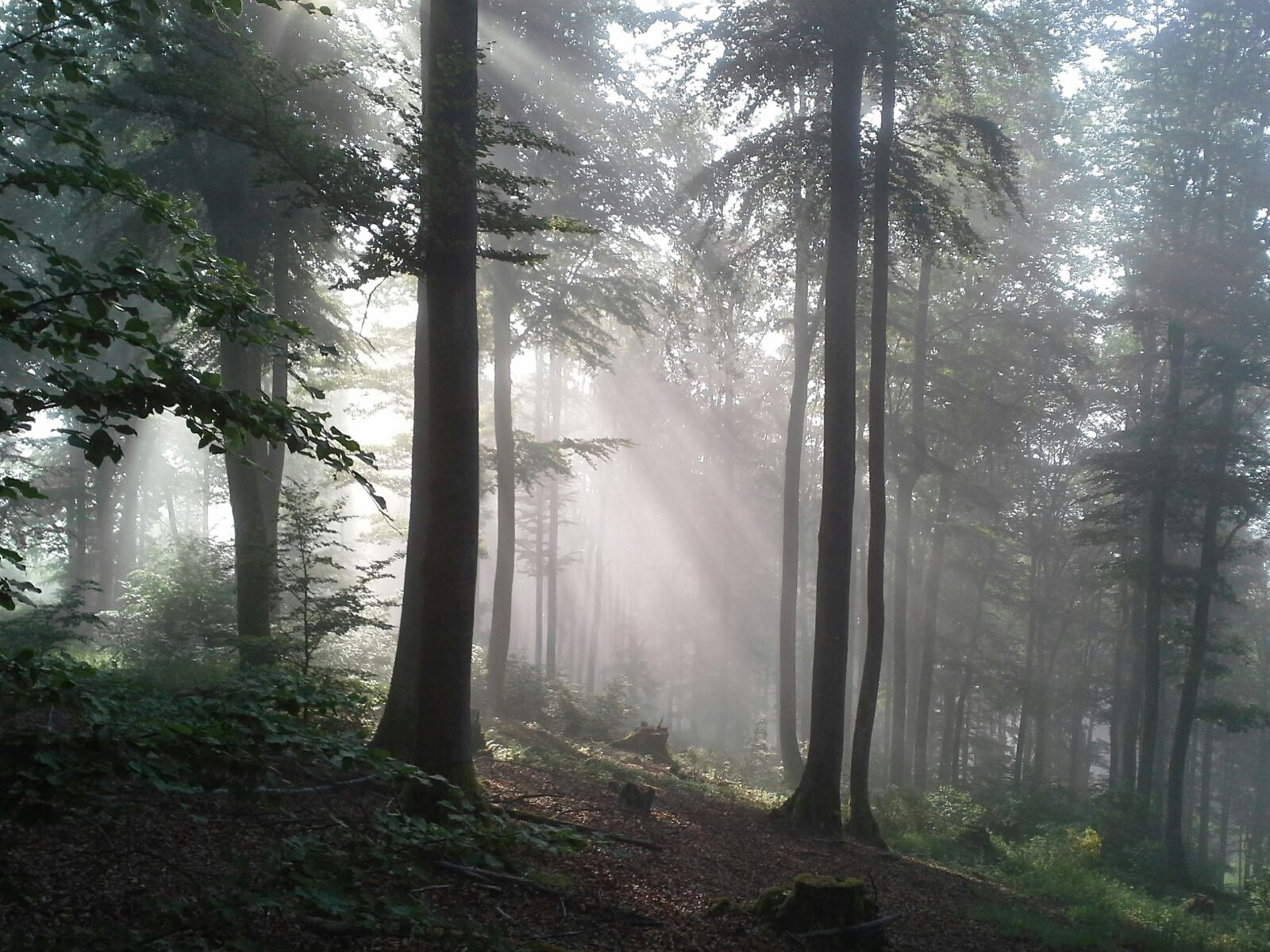 Sitemap DE LIGNO Schönes aus Holz