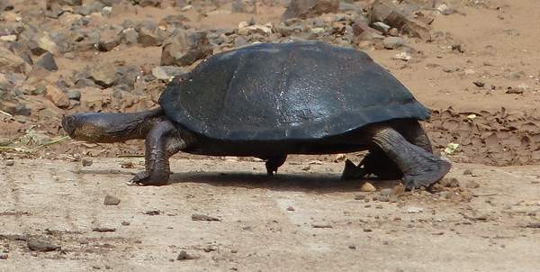 Wasserschildkröte an Land