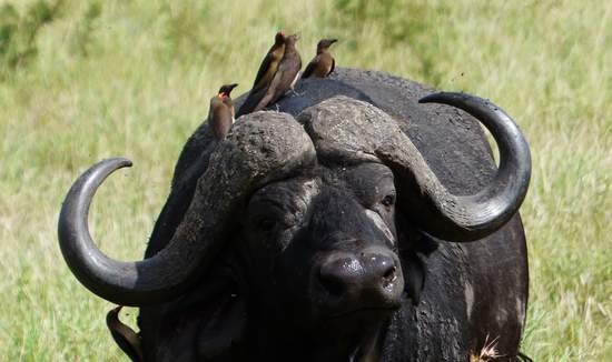  Afrikanischer Büffel