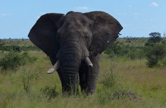 Afrikanischer Elefant -schwerstes Landsäugetier