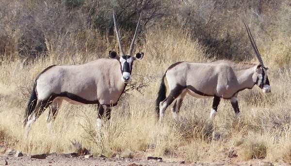 Die ersten Gemsböcke ( Oryx )