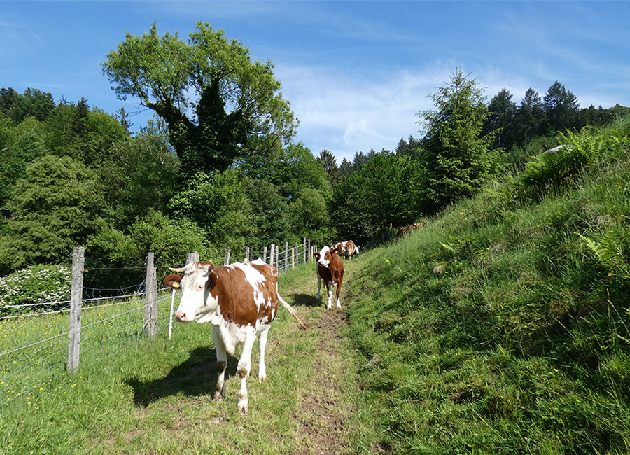 Rinder gehören natürlich zum Schwarzwald