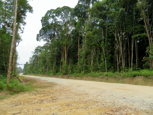 ジャングルを切り裂いて造成中の道路。