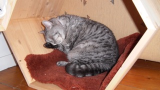 Pfoten lecken ... Muffin macht einen zufriedenen Eindruck