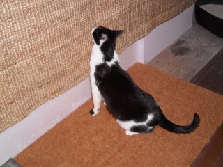 Robbie: wo ist diese Fliege jetzt hin?