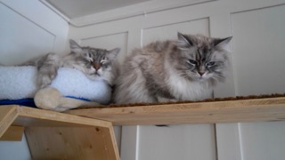 Gretzky und Momo