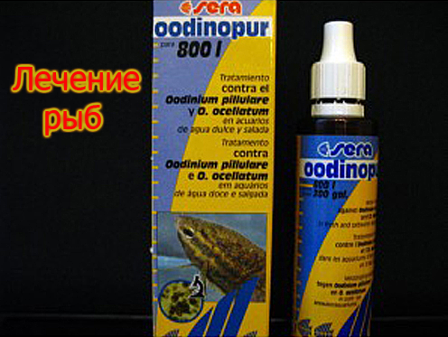 гуппи аквариумные рыбки. лечение в общем аквариуме. общий аквариум. лечение в общем аквариуме. лепидортоз аквариумных рыб.