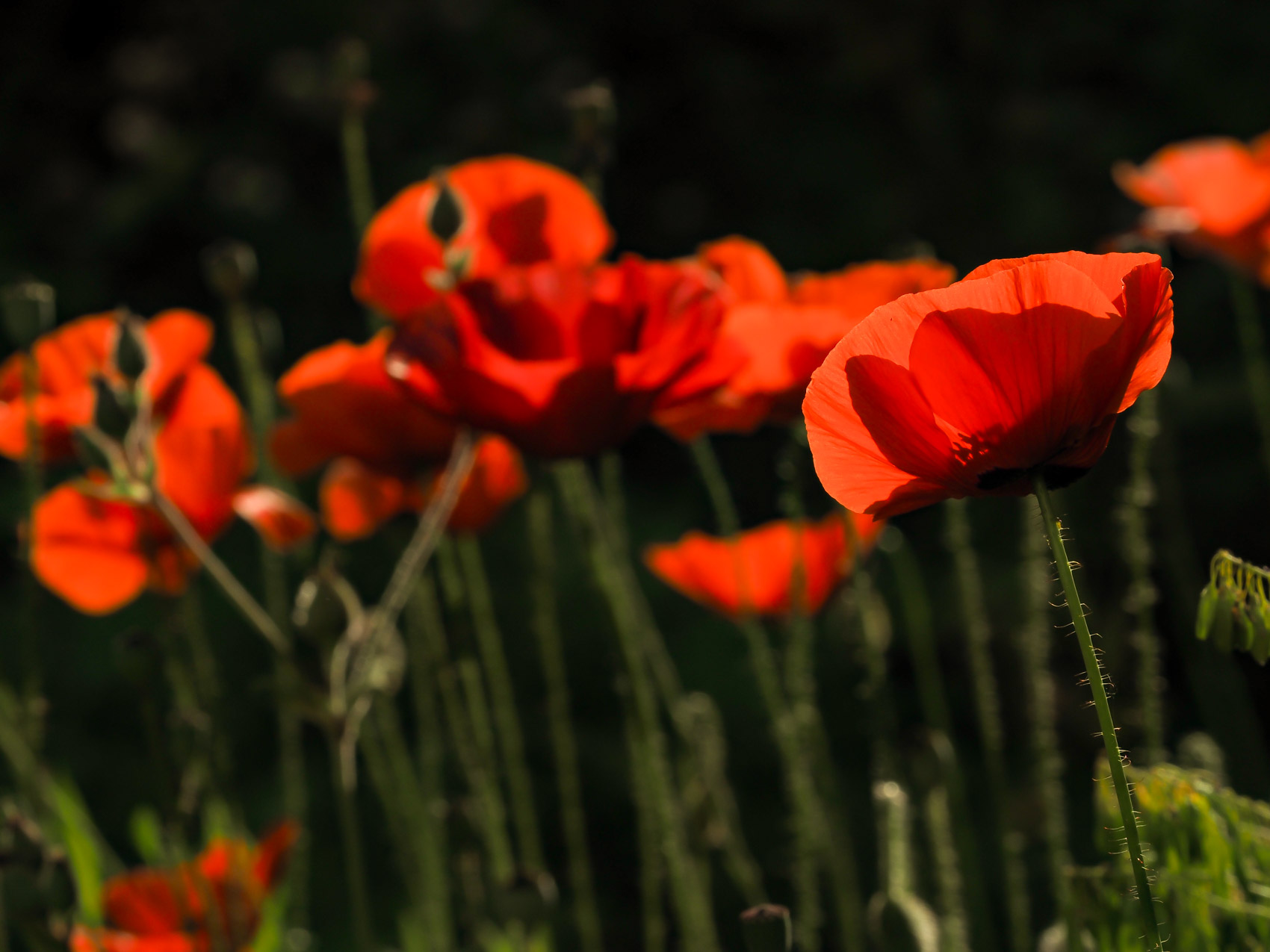 Eristalis picea NaturschuleNeues aus Ecuador