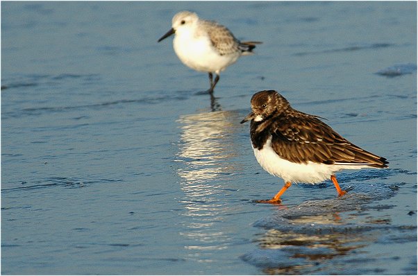 Im Hintergrund ist ein Sanderling zu sehen.