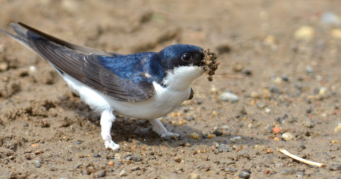 MEHLSCHWALBE, HOUSE MARTIN, DELICHON URBICUM