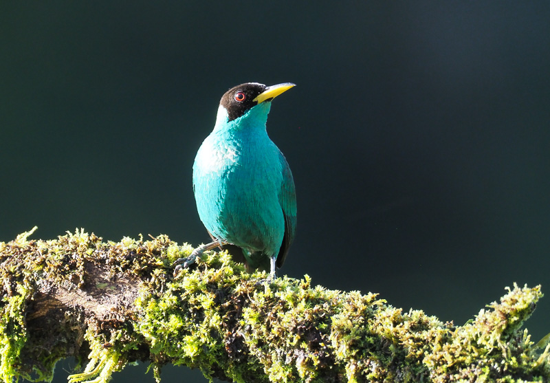 Kappennaschvogel Green Honeycreeper Chlorophanes Spiza Costa Rica kappennaschvogel-green-honeycreeper-chlorophanes-spiza-costa-rica