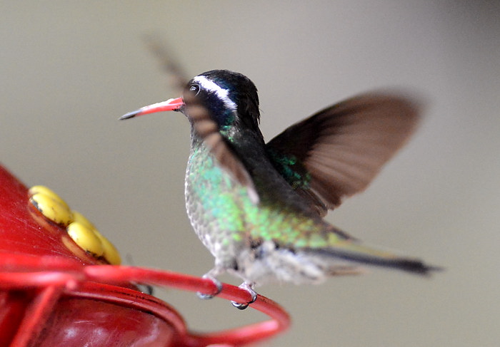 Weißohrsaphirkolibri, White-eared hummingbird, Basilinna leucotis (Hylocharis leucotis)