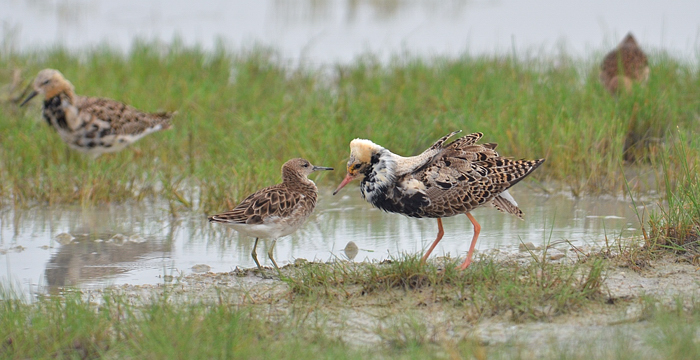 KAMPFLÄUFER, RUFF, PHILOMACHUS PUGNAX