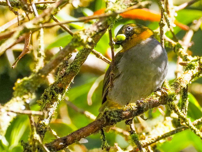 KurzschnabelBuschtangare, Shortbilled BushTanager Chlorospingus