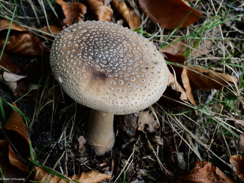 Grauer Wulstling Amanita excelsa NaturschuleNeues aus Ecuador