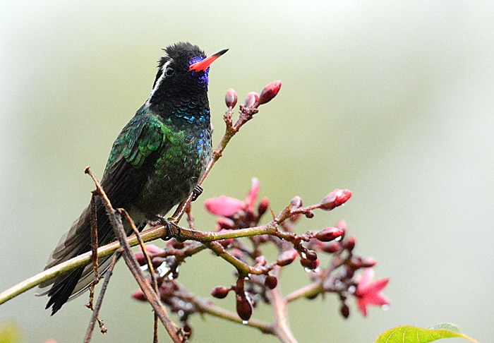 Weißohrsaphirkolibri, White-eared hummingbird, Basilinna leucotis (Hylocharis leucotis)