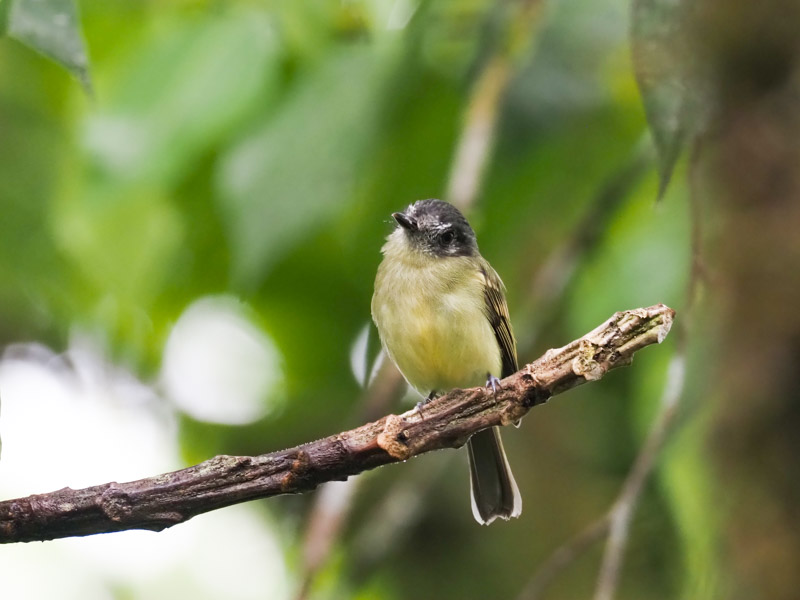 SchieferkappenLaubtyrann, Slatycapped Flycatcher Leptopogon