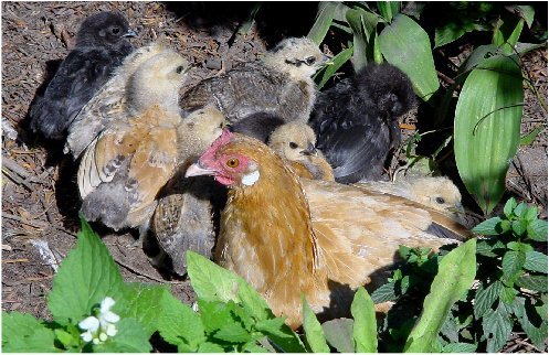 So sieht eine glückliche Hühnerfamilie aus!