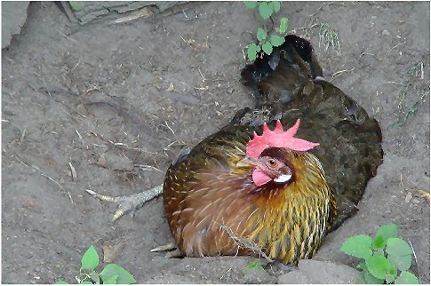 Huhn (Italiener) beim Staubbad, das Hühner zum Wohlbefinden brauchen.
