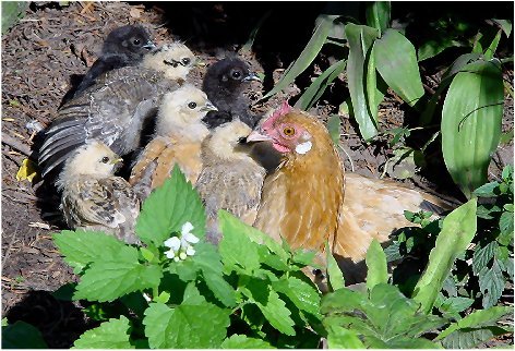 Glucke mit Küken beim Sonnenbad