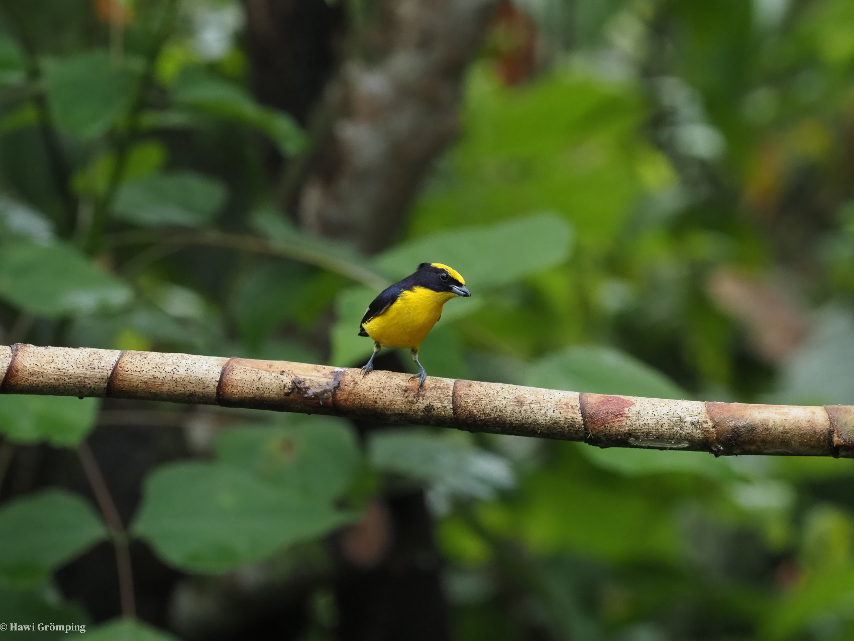 THickbilled Euphonia Euphonia laniirostris