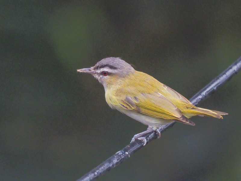 Braunkappenvireo, Browncapped Vireo vireo leucophrys Naturschule