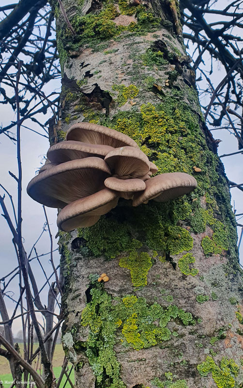 AusternSeitling Pleurotus ostreatus NaturschuleNeues aus Ecuador