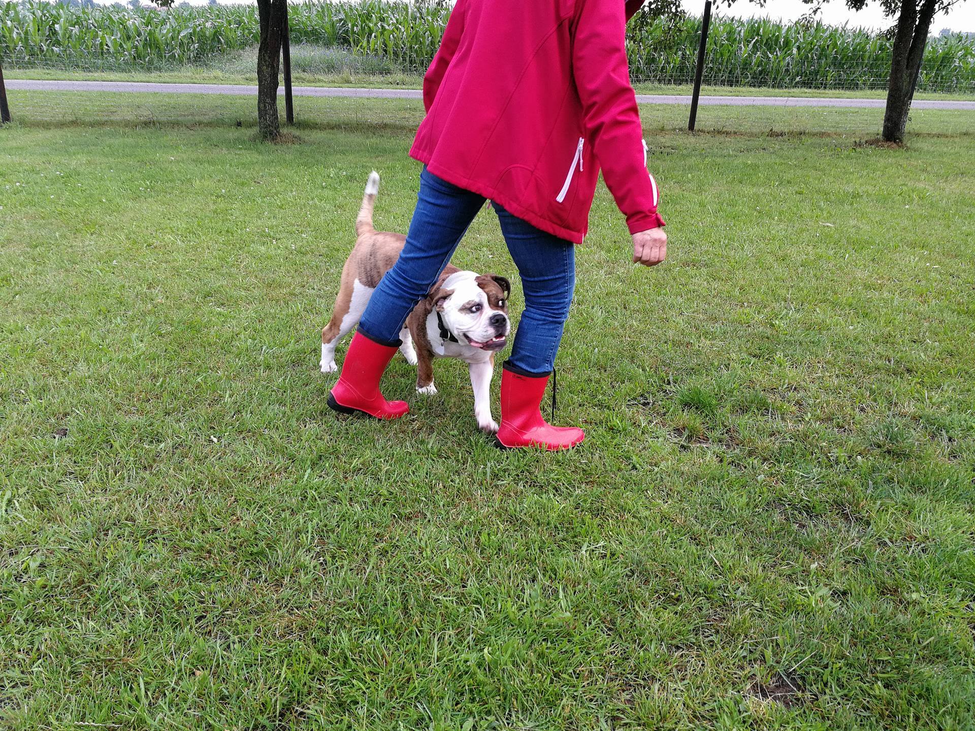 Hundesport Hundeschule und Ernährungsberatung für Hunde von Verden