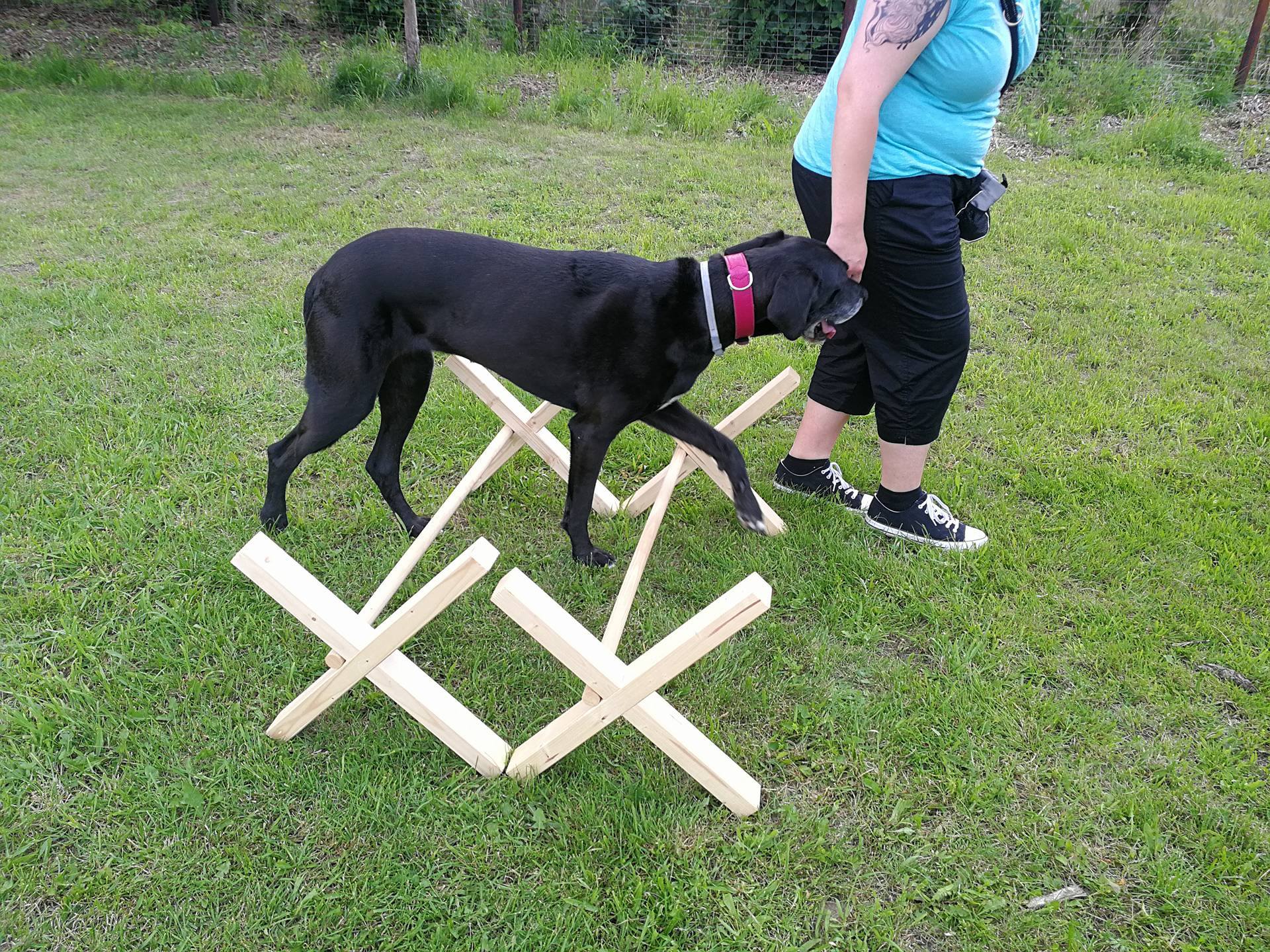 Hundesport Hundeschule und Ernährungsberatung für Hunde von Verden