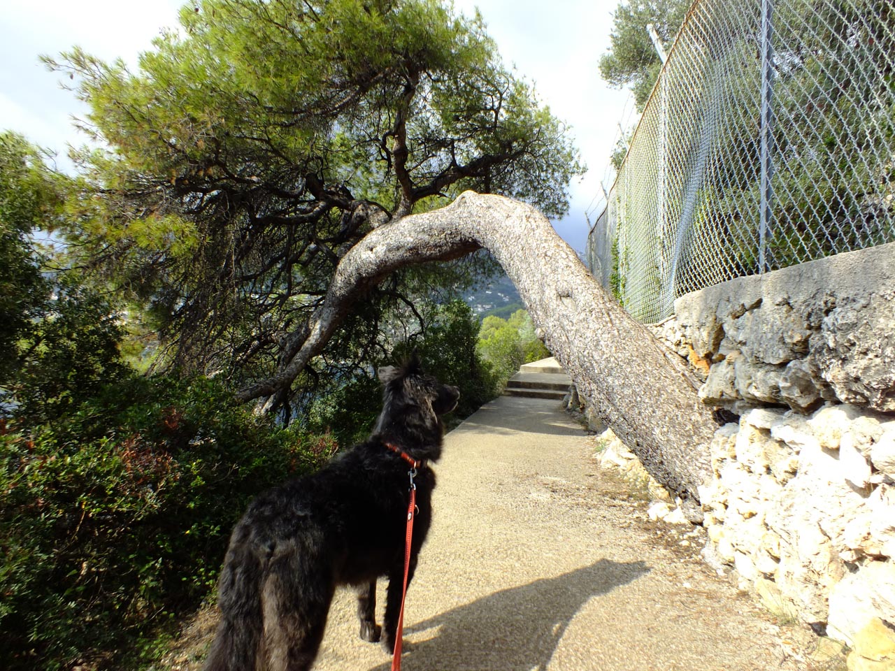 Mit Hund an der Cote d' Azur Mit Hund auf Tour
