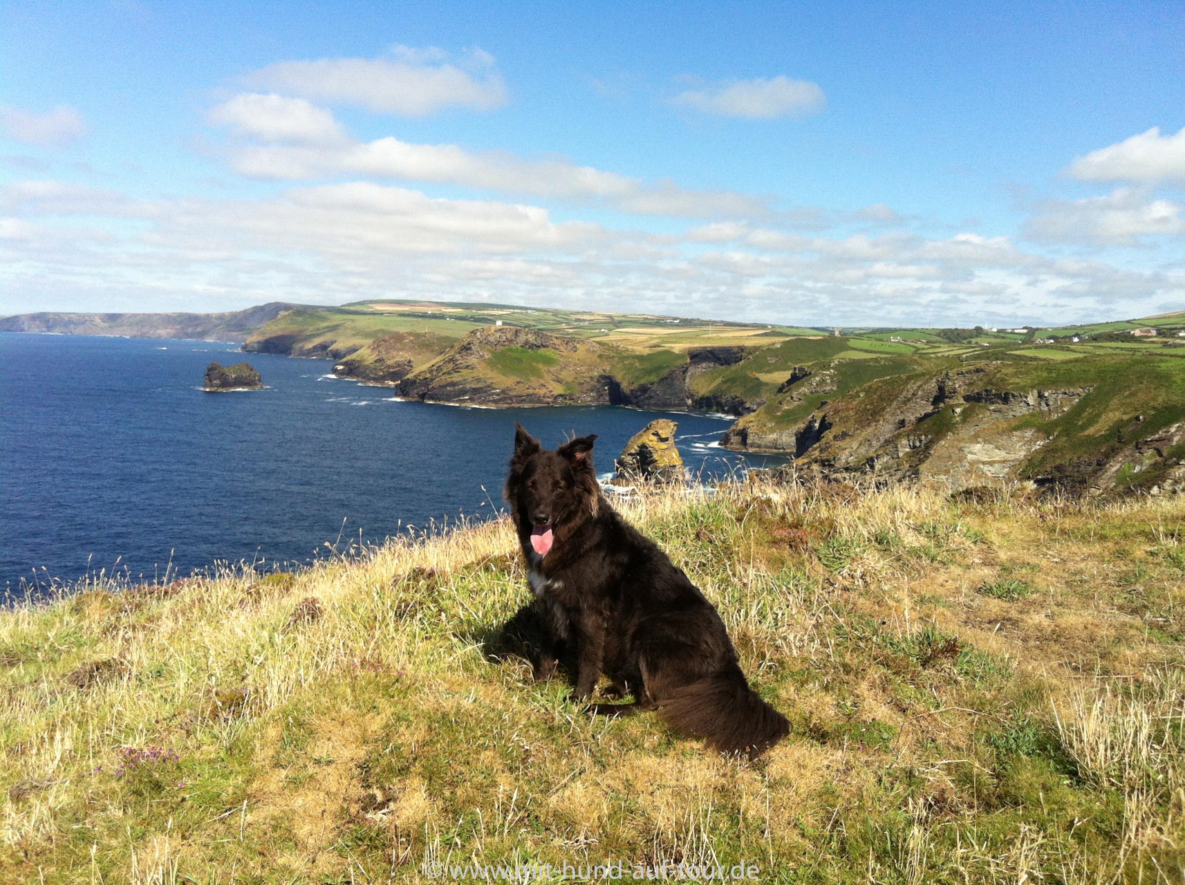 Vogelaas und Schlingpflanzen - mit Hund in Cornwall unterwegs