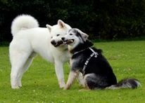 Archie Star und Aska