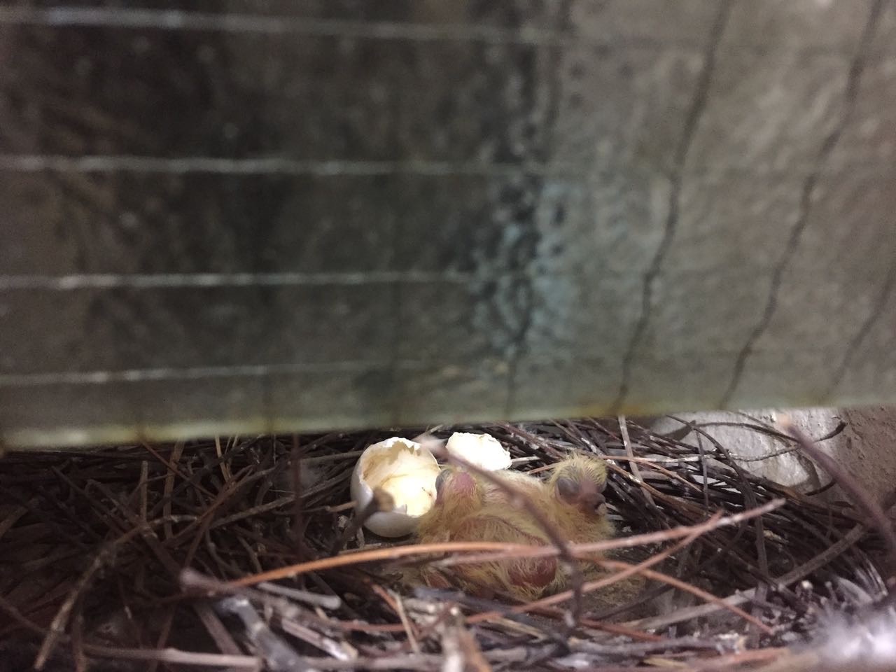 Während wir dort waren, sind die Taubenküken, deren Nest sich vor dem Fenster der Mädels im YMCA befindet, geschlüpft:)