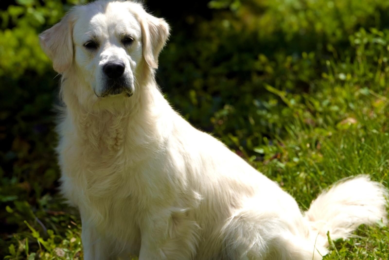 Balu, der Papa der Welpen