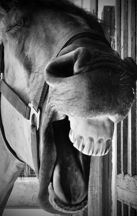 #12 - Einblicke in die Zahnheilkunde beim Pferd