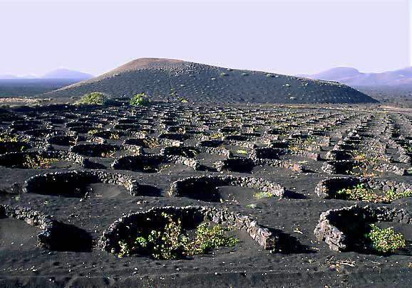 SISALANBAU AUF LANZAROZE