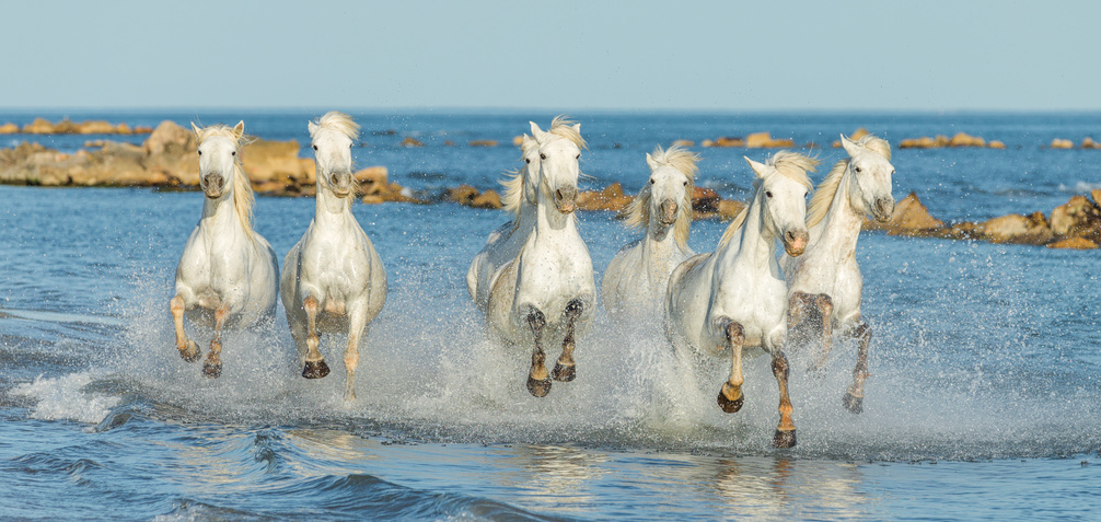 Pferde in der Camargue