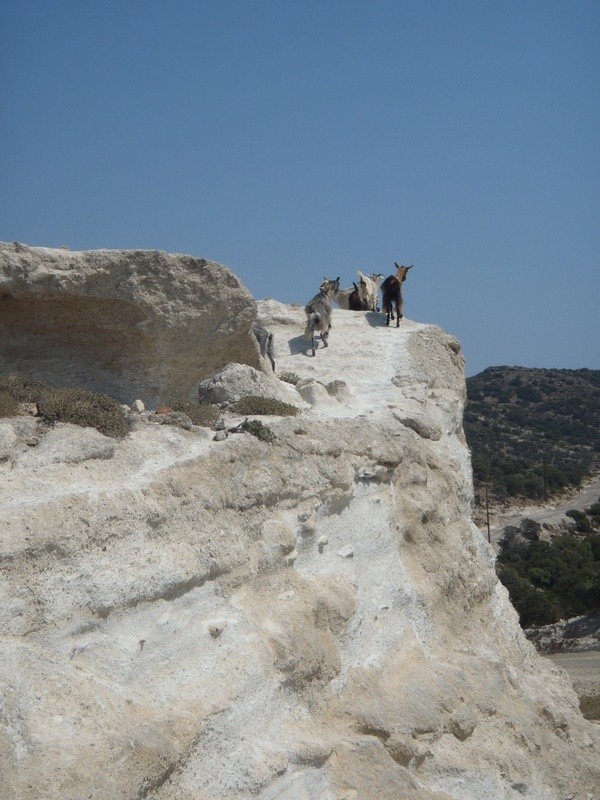 Goats, Milos, Cyclades, Greece.