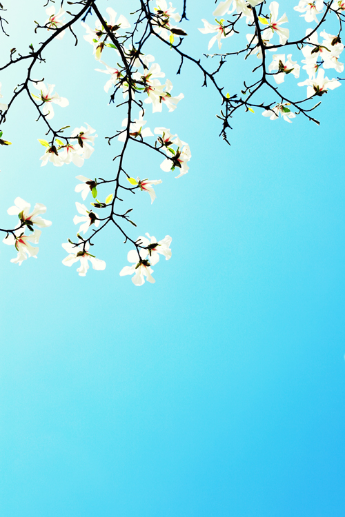 Manuela Deigert Fotokunst, Fine Art Natur, Künstlerische Fotografie von herabhängenden weißen Magnolien mit blauem Himmel