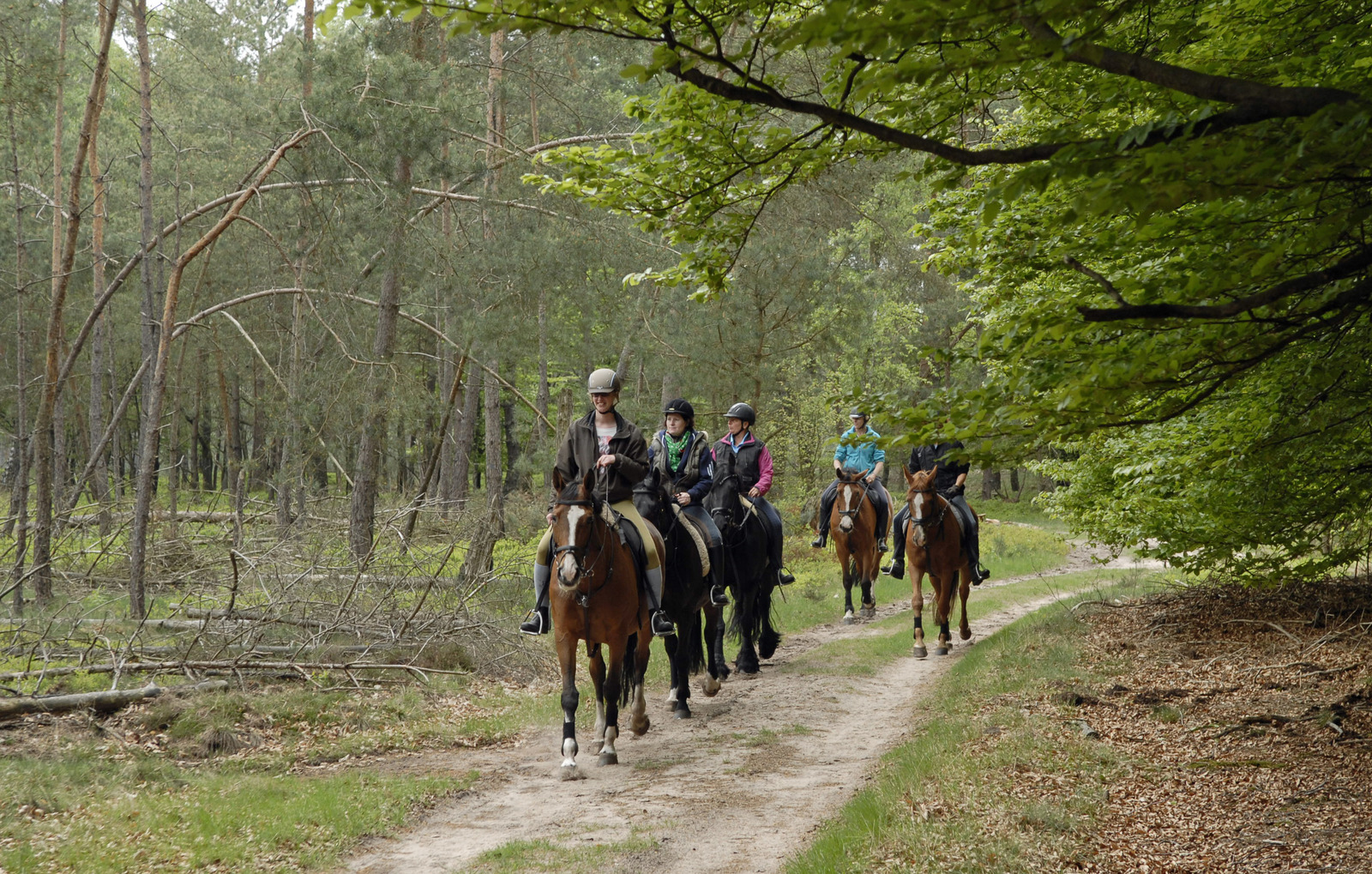 Paardrijden op de Veluwe